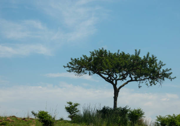istock Beautiful landscape with tree in Africa 1256241053