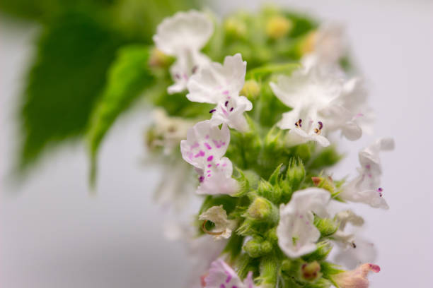 This image shows an extreme close up view of tiny white and pink catnip (nepeta cataria) flower blossoms on white background.