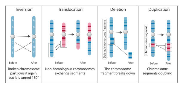 illustrations, cliparts, dessins animés et icônes de anomalie chromosomique - mutation génétique