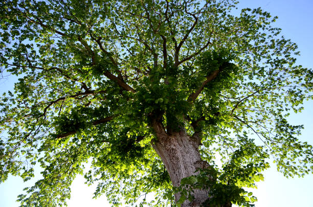 Up to 40 m high tree with a straight trunk a wide crown. The bark is cracked vertically into long scales. The leaves are shortly petiolate, with an ovate blade. View up to the treetop