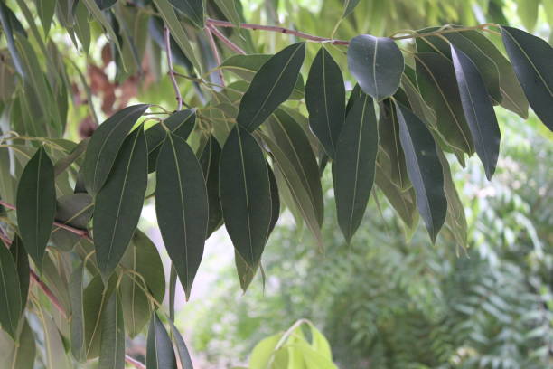 istock Green tree leaves and flowers 1256242930