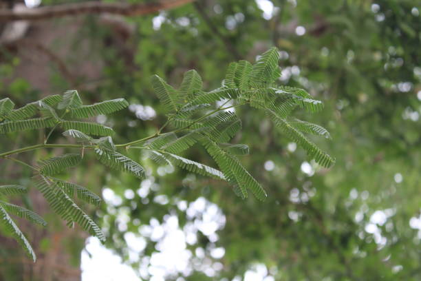 istock Green tree leaves and flowers 1256243497
