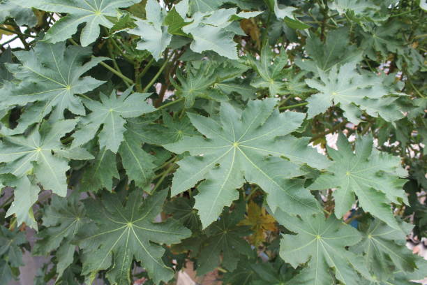 istock Green tree leaves and flowers 1256243611