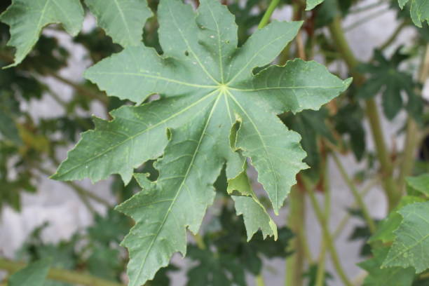 istock Green tree leaves and flowers 1256243794