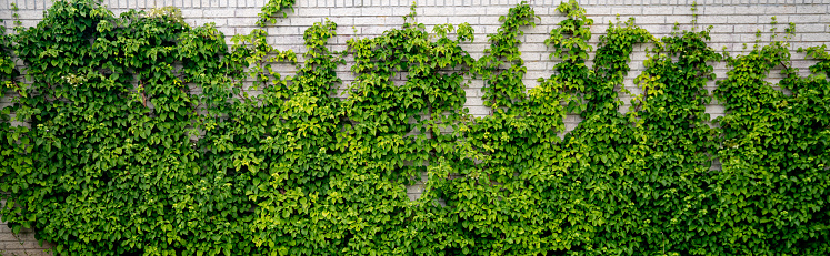 Green ivy climbing a white brick wall in a garden covering the half of the building