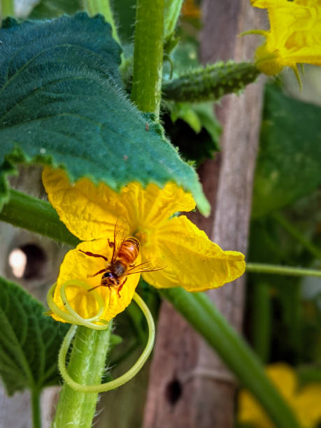 Honey Bee On Cucumber Flower
