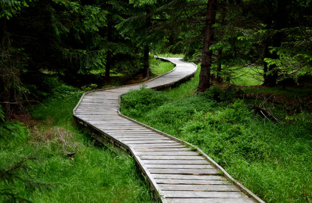 wooden walkway in a nature reserve in a spruce forest in the mountains over a waterlogged peat bog, gray solid wood across 1m wide turns zigzagging between trees hiking trail made of planks - balsa tree imagens e fotografias de stock