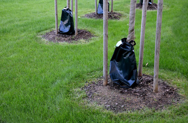 sacs en plastique irrigués autour des arbres économiser de l’eau et régulièrement la dose d’eau sur la pelouse parfaite, l’entretien de la coupe des bords avec un taille-chaîne a lieu - wooden post wood grass string photos et images de collection