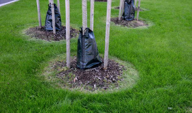 sacs en plastique irrigués autour des arbres économiser de l’eau et régulièrement la dose d’eau sur la pelouse parfaite, l’entretien de la coupe des bords avec un taille-chaîne a lieu - wooden post wood grass string photos et images de collection