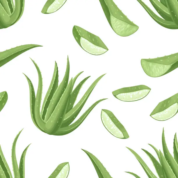 Vector illustration of Seamless pattern with aloe vera plant, leaves and slices. Vector illustration of a medicinal plant on a white background. Cartoon flat style.