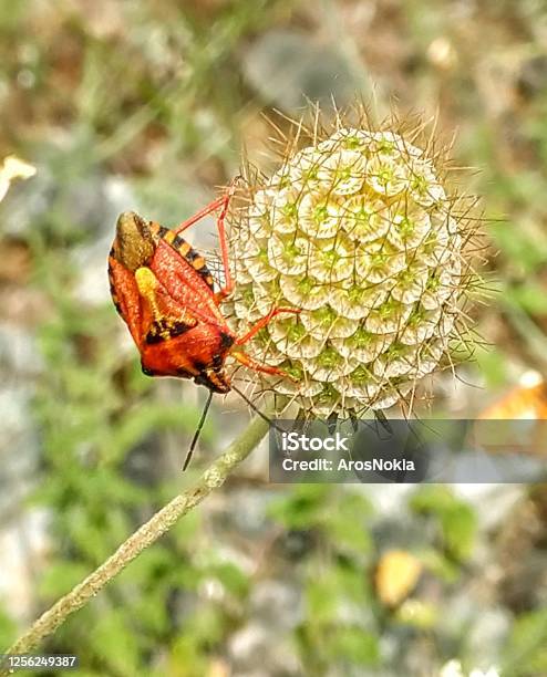 Bug Stock Photo - Download Image Now - Butterfly - Insect, Environmental Conservation, Green Color