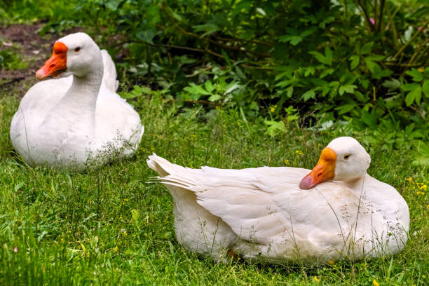 istock Two geese on green grass in summer 1256249442