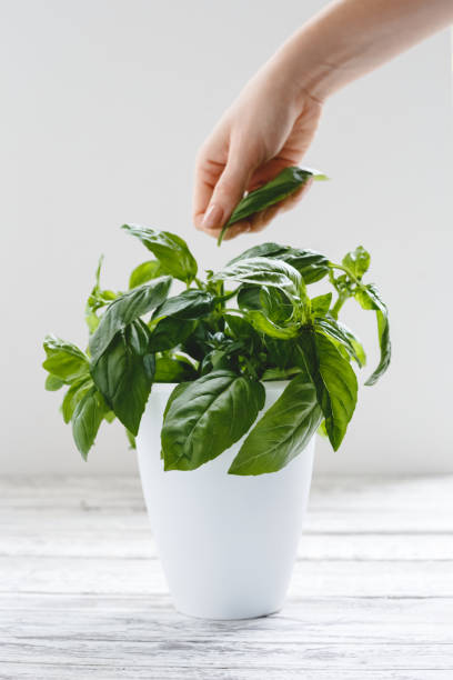 istock Fresh basil herb in flower pot with female hands on the white table on white background. 1256251351