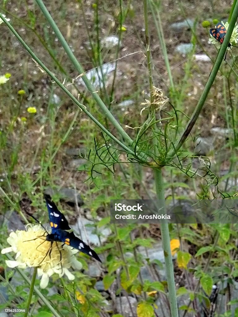 2 up & da down Up Nine spotted moth,amata pnegea Animal Stock Photo