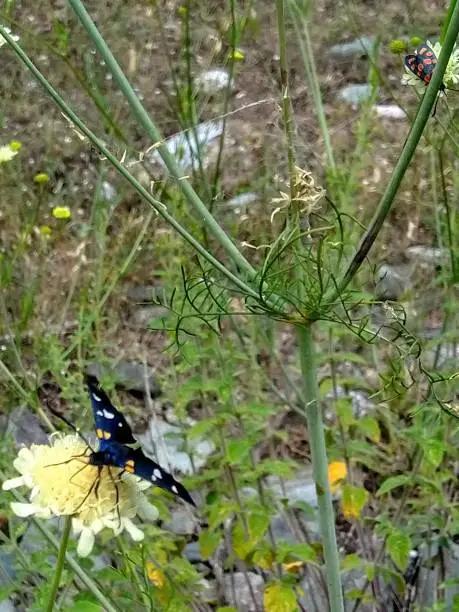 Up Nine spotted moth,amata pnegea