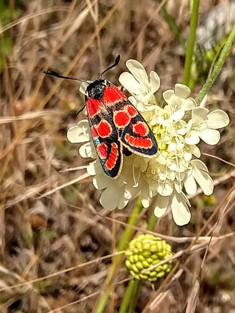 Butterfly Zygaena Transalpina tetovo stock pictures, royalty-free photos & images