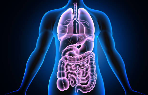 istock Anatomy of human body with digestive system 1256253476