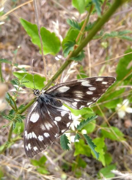 Butterfly Marbled white Melangaria Galothea tetovo stock pictures, royalty-free photos & images