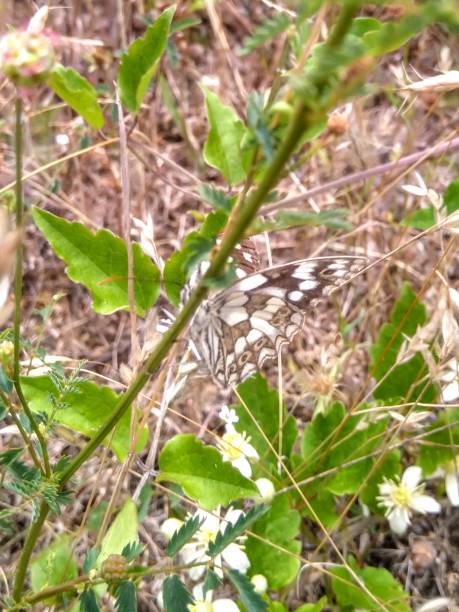 Butterfly Melangaria Galothea , Marbled white, BiH-Sahovska tabla tetovo stock pictures, royalty-free photos & images