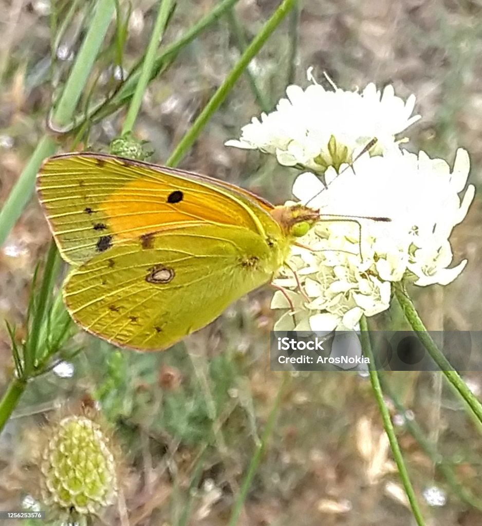 Butterfly Clouded Berger Yellow, Orange Sulphur Lat. Ph.Muliha crescent Animal Stock Photo