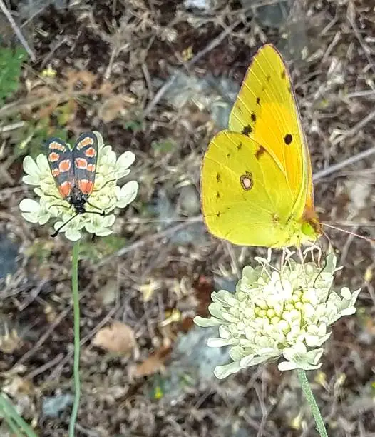 Lt -Nine spotted muth Rt- Clouded Sulphur