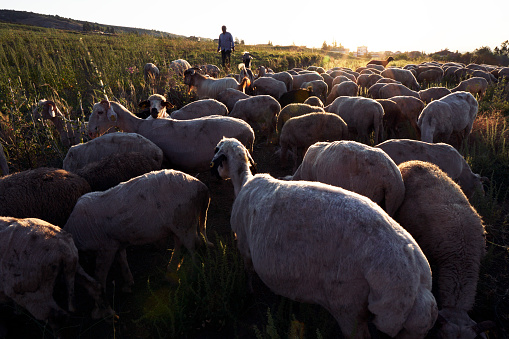 sheep and goats are grazing out on grass before eid al-adha with shepherd leading during sunset on a summer afternoon