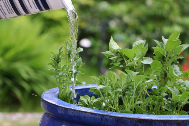 istock Thriving potted potato plants being watered 1256254895