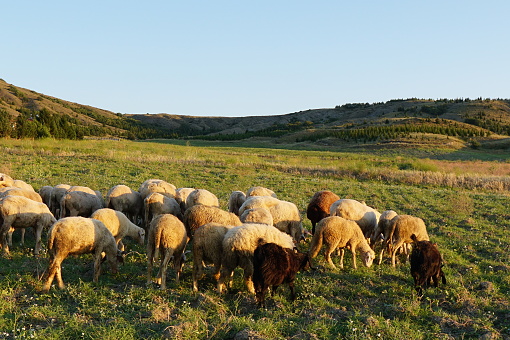 sheep and goats are grazing out on grass before eid al-adha with shepherd leading during sunset on a summer afternoon
