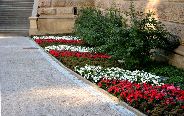 flower annual flowerbed by the sidewalk formed by diagonal stripes red-white flowering planting of flowers drip pipe will make watering easier for gardeners and save lot of water - patio stone footpath formal garden imagens e fotografias de stock