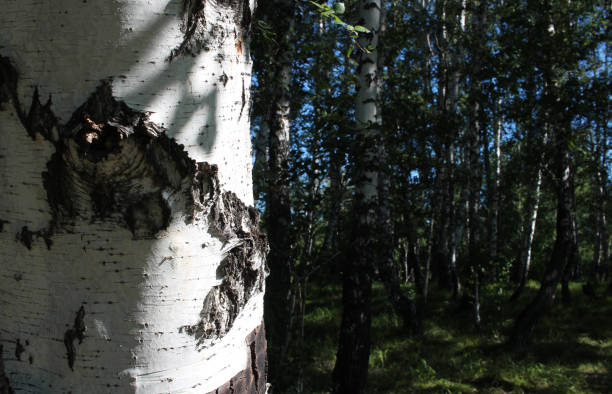 istock the tree trunk in the Siberian birch forest 1256255918