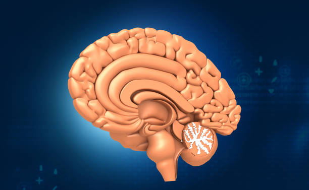 istock Cross section of brain 1256256368