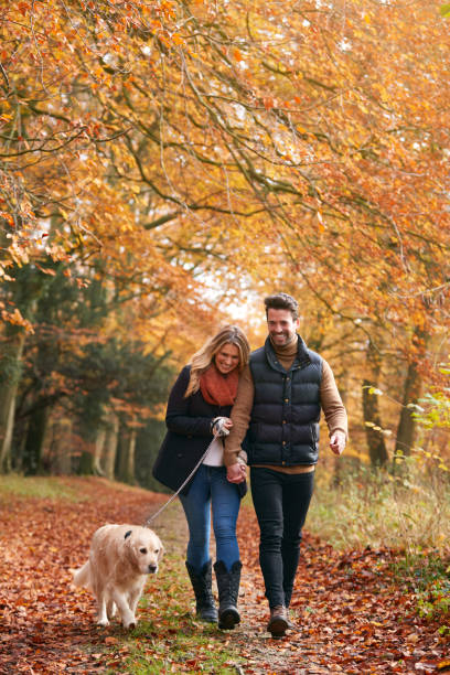 casal amoroso caminhando com cachorro golden retriever de estimação ao longo do caminho da floresta de outono através de árvores - autumn women leaf scarf - fotografias e filmes do acervo
