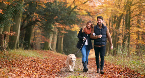 loving couple walking with pet golden retriever dog along autumn woodland path through trees - nature forest clothing smiling imagens e fotografias de stock