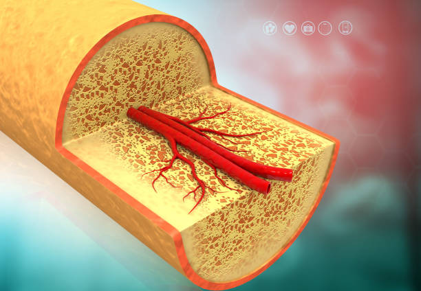 anatomía transversal del hueso humano - sistema de havers fotografías e imágenes de stock