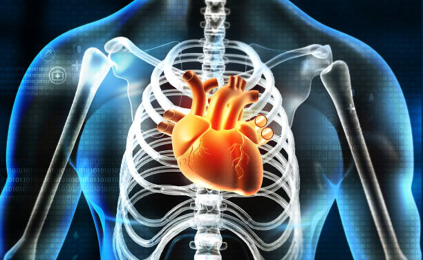 istock Heart in transparent human body 1256257104