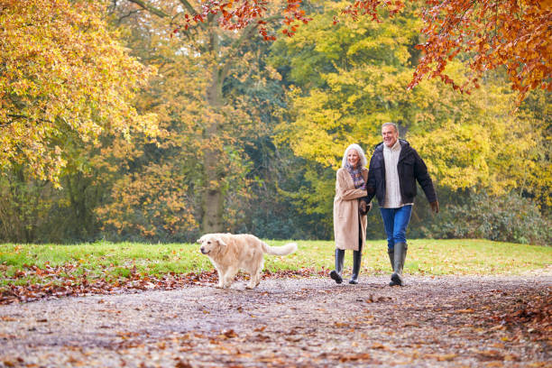 愛老年夫婦步行與寵物金毛獵犬狗沿著秋天林地路徑通過樹木 - 老年人 圖片 個照片及圖片檔