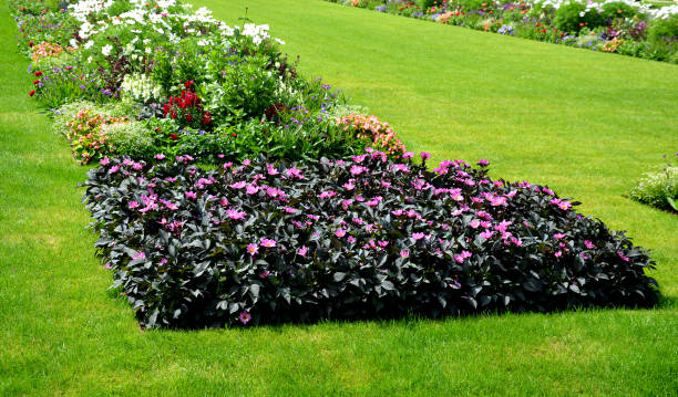 annual flowerbed in a formal park of rectangles in the lawn perfect connected flower bed at the pedestrian zone with benches white and purple flowers very colorful - formal garden garden path bench flower imagens e fotografias de stock