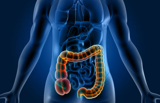 istock Human body digestive system  anatomy 1256258973
