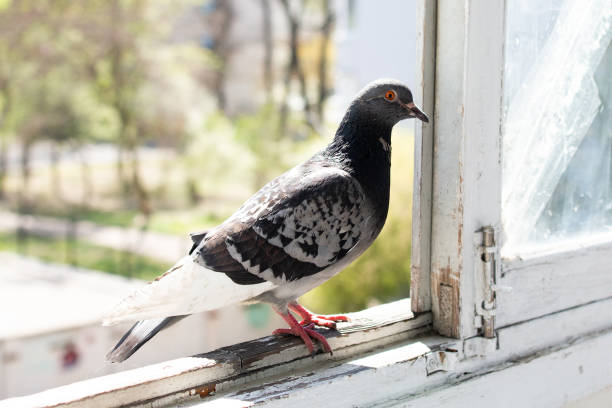 istock a dove sits on the windowsill of an old balcony 1256258981