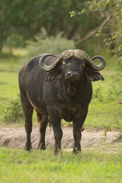 istock Cape buffalo stands by bush watching camera 1256259174