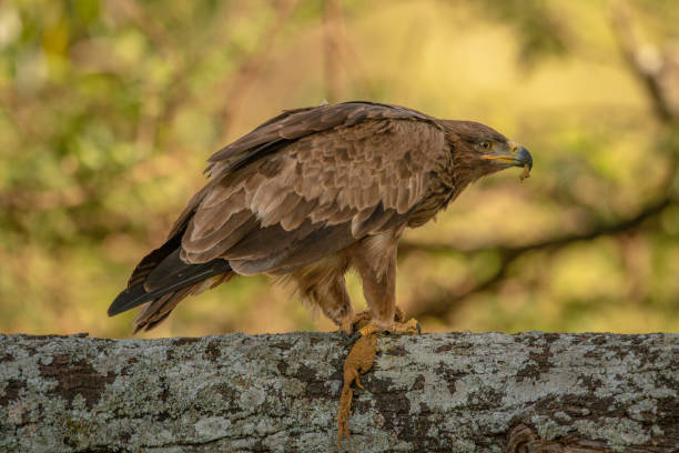 istock Tawny eagle on lichen-covered branch eating lizard 1256259464