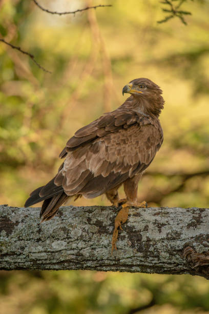 istock Tawny eagle on lichen-covered branch with carrion 1256259490