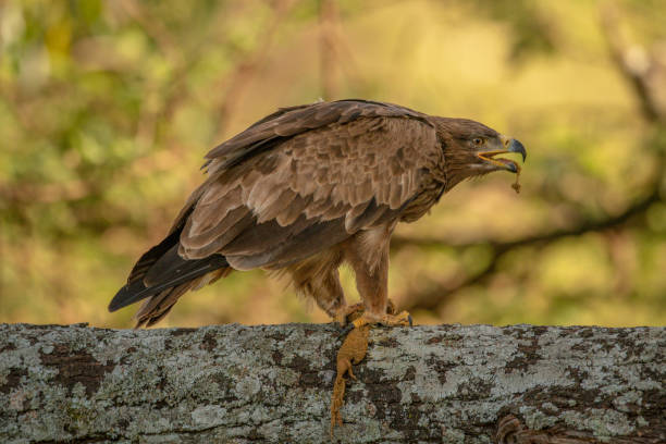 istock Tawny eagle on lichen-covered branch eating carrion 1256259581