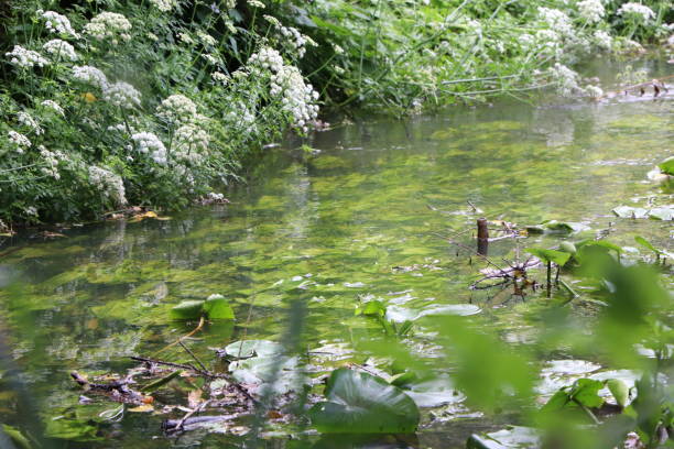 istock River in a lush forest full of lily pads 1256259593