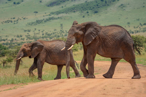 istock Two African elephants cross track in sunshine 1256259687