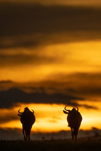 istock Two blue wildebeest standing on sunset horizon 1256259709