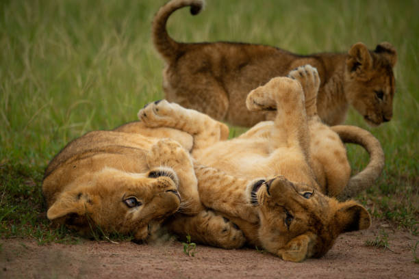 istock Two lion cubs play fighting beside another 1256259736