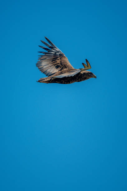 istock Tawny eagle glides in perfect blue sky 1256259801