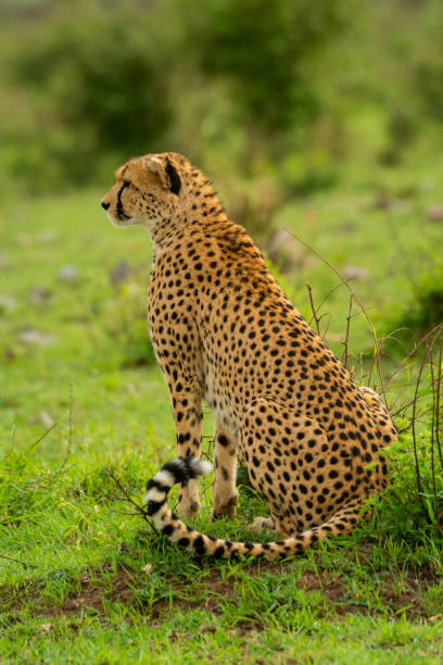 istock Cheetah sits in profile on grassy mound 1256259802