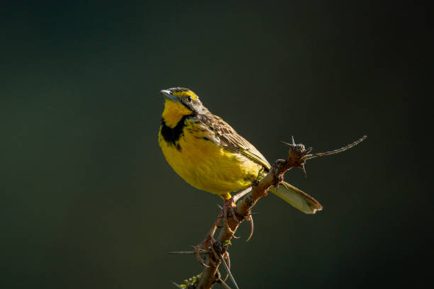 istock Yellow-throated longclaw eyes camera from thorny branch 1256259853